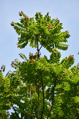 Phyllanthus acidus