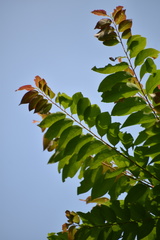 Phyllanthus acidus