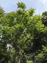 Phyllanthus acidus