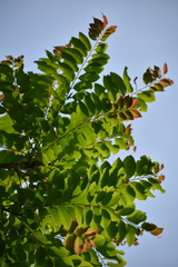 Phyllanthus acidus