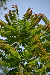 Phyllanthus acidus