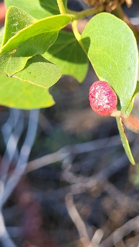 iNaturalist observation photo of Manzanita Leafgall Aphid