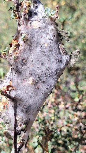iNaturalist observation photo of Western Tent Caterpillar Moth