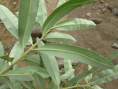 Ozoroa