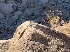 Crotaphytus vestigium