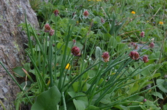 Allium atrosanguineum