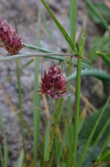Allium atrosanguineum