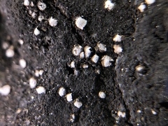 Acarospora moenium