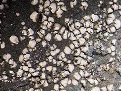 Acarospora moenium