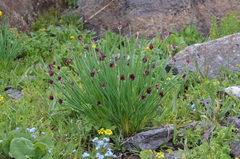 Allium atrosanguineum