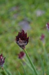 Allium atrosanguineum