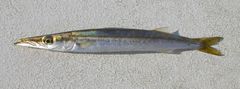 Sphyraena borealis