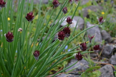 Allium atrosanguineum