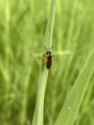 Common Sedge-sawfly, Amsterdamse Bos, Amstelveen, Noord-Holland, NL, photo 9 of 10