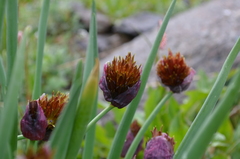 Allium atrosanguineum