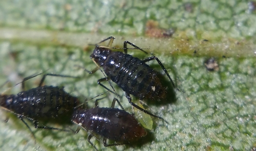 Black-banded Birch Aphid