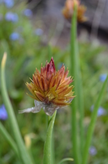 Allium atrosanguineum