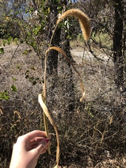 Setaria viridis major