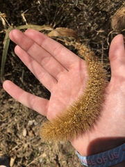 Setaria viridis major