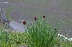 Allium atrosanguineum