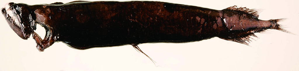 Grammatostomias