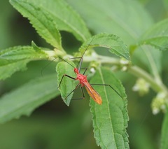 Ricolla quadrispinosa