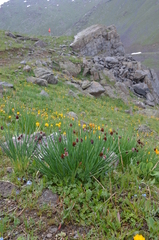 Allium atrosanguineum