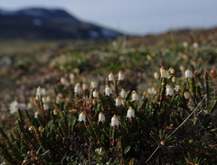 Cassiope tetragona tetragona
