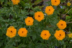 Trollius altaicus