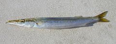 Sphyraena borealis