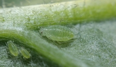 Capitophorus elaeagni