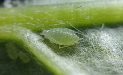 Capitophorus elaeagni