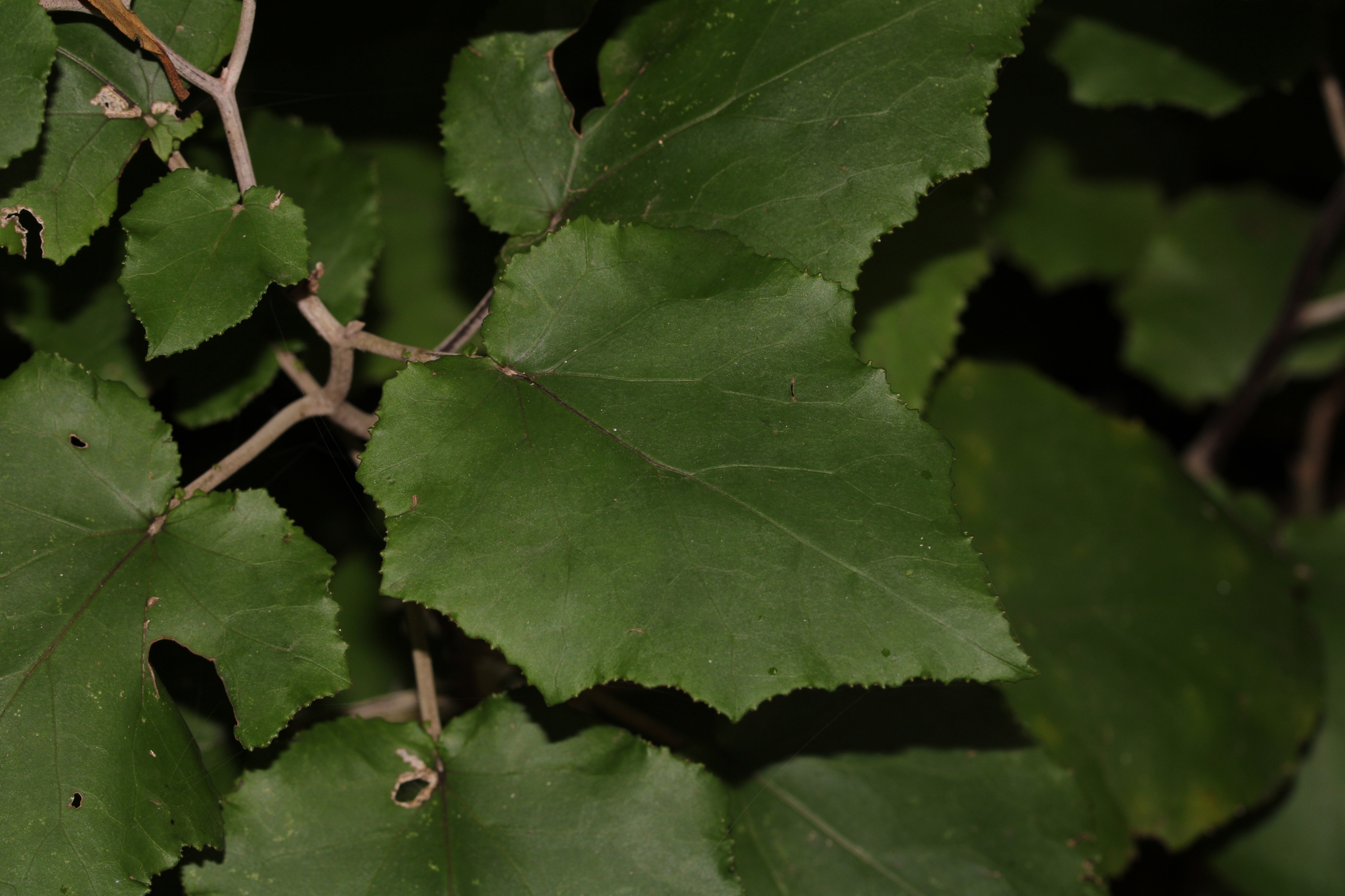 Pericallis appendiculata