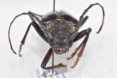 Enaphalodes hispicornis