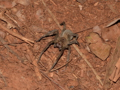 Phoneutria nigriventer