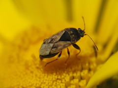 Trapezonotus ullrichi