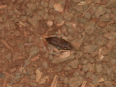 Leptodactylus mystaceus