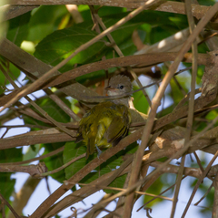 Pachysylvia hypoxantha