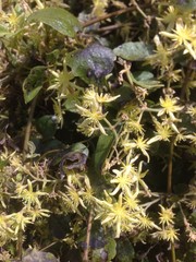 Clematis cunninghamii