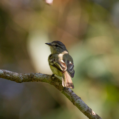 Myiopagis gaimardii
