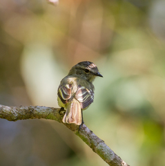 Myiopagis gaimardii