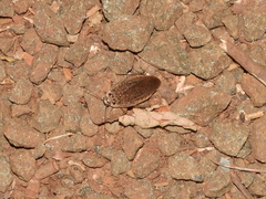 Blattodea