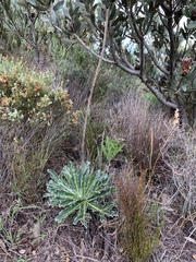 Lichtensteinia lacera