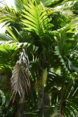 Areca triandra