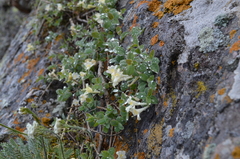 Lonicera humilis