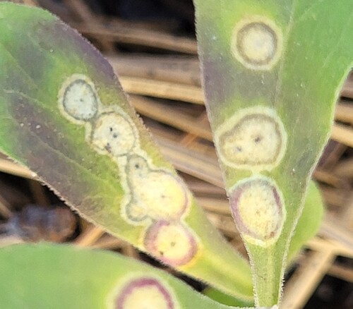 iNaturalist observation photo of Asteromyia Gall Midge Fungus
