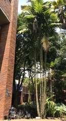 Areca triandra
