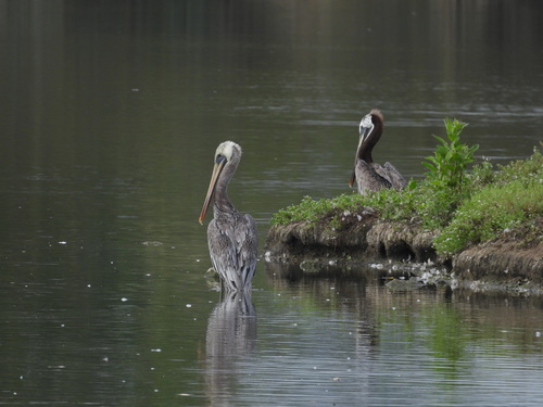 iNaturalist observation photo of California Brown Pelican