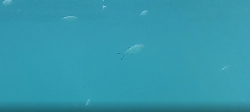 Pompano, Baleares, ES-PM, ES, photo 10 of 10