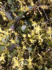 Clematis cunninghamii